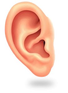 Human Ear Anatomy  for Medical Education and Communication PowerPoint clipart graphic preview.