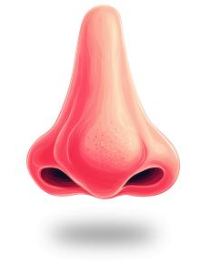 Human Nose  for Anatomy, Facial Features, and Sensory PowerPoint clipart graphic preview.