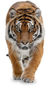Bengal Tiger  Illustration for Presentations PowerPoint clipart graphic preview.