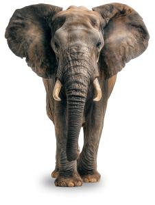 Majestic Elephant  for Wildlife and Nature Presentations PowerPoint clipart graphic preview.