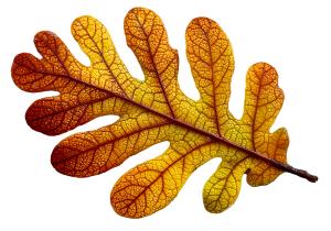 Orange Leaf PowerPoint clipart graphic preview.