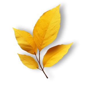 Yellow Leaf Cluster PowerPoint clipart graphic preview.