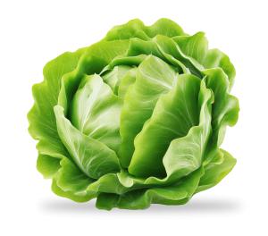 Fresh Lettuce Head  Image PowerPoint clipart graphic preview.