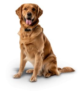 Golden Retriever Dog  PNG PowerPoint clipart graphic preview.