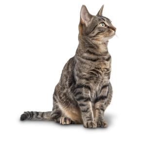 Cat  PNG PowerPoint clipart graphic preview.