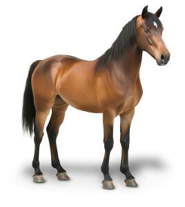 Horse  PNG PowerPoint clipart graphic preview.