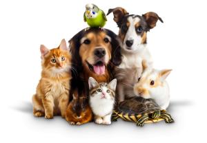 Group of Pets  PNG PowerPoint clipart graphic preview.