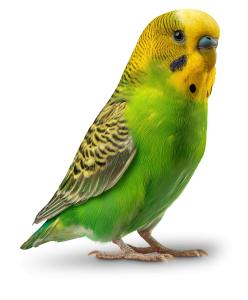 Parakeet  PNG PowerPoint clipart graphic preview.