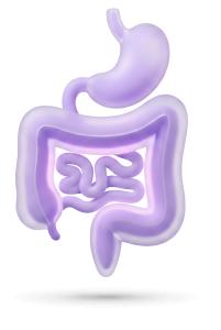 Intestine And Stomach PowerPoint clipart graphic preview.