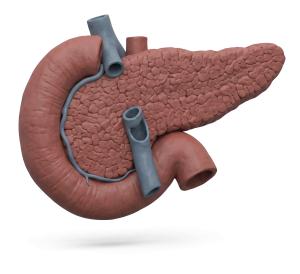 3D Pancreas and Duodenum Illustration for Medical Presentations PowerPoint clipart graphic preview.