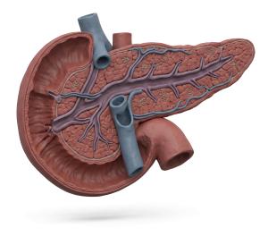 3D Pancreas Cross-Section Illustration for Anatomy Presentations PowerPoint clipart graphic preview.