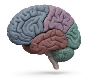 3D Color-Coded Brain Illustration for Medical and Educational Presentations PowerPoint clipart graphic preview.