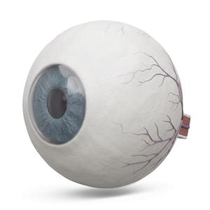 3D Human Eyeball Medical Illustration PowerPoint clipart graphic preview.