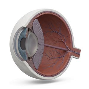 3D Human Eye Cross-Section Medical Illustration PowerPoint clipart graphic preview.