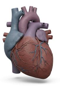 3D Human Heart Medical Illustration PowerPoint clipart graphic preview.
