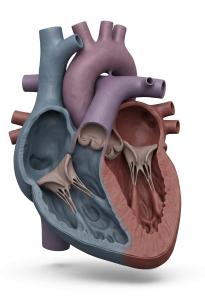 3D Human Heart Cross-Section Medical Illustration PowerPoint clipart graphic preview.