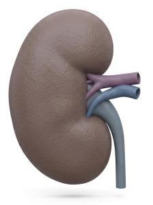 3D Human Kidney Illustration Render PowerPoint clipart graphic preview.