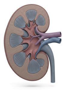 3D Kidney Cross-Section Illustration Render PowerPoint clipart graphic preview.