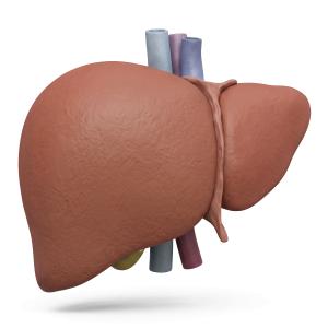 3D Human Liver Illustration Medical Render PowerPoint clipart graphic preview.