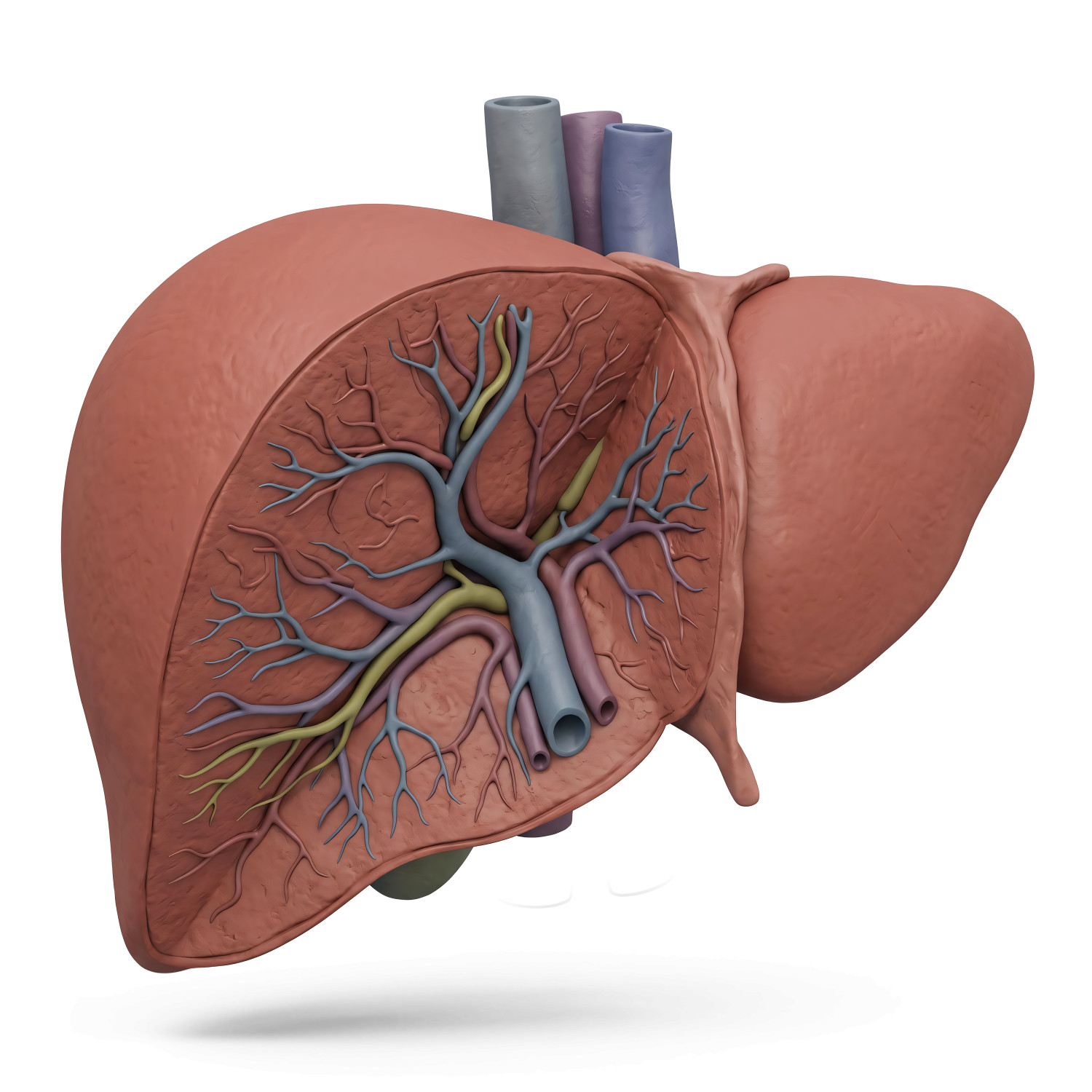 High-resolution clipart illustration of 3D Human Liver Cross-Section Illustration Medical Render, designed for clinical healthcare administration, medical training, and patient data visualization.