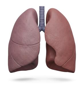 3D Human Lungs Illustration for Medical Render PowerPoint clipart graphic preview.