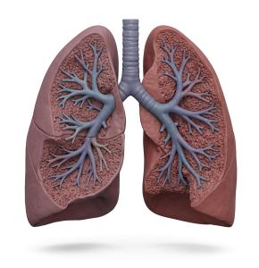 3D Human Lungs Cross-Section Illustration Medical Render PowerPoint clipart graphic preview.