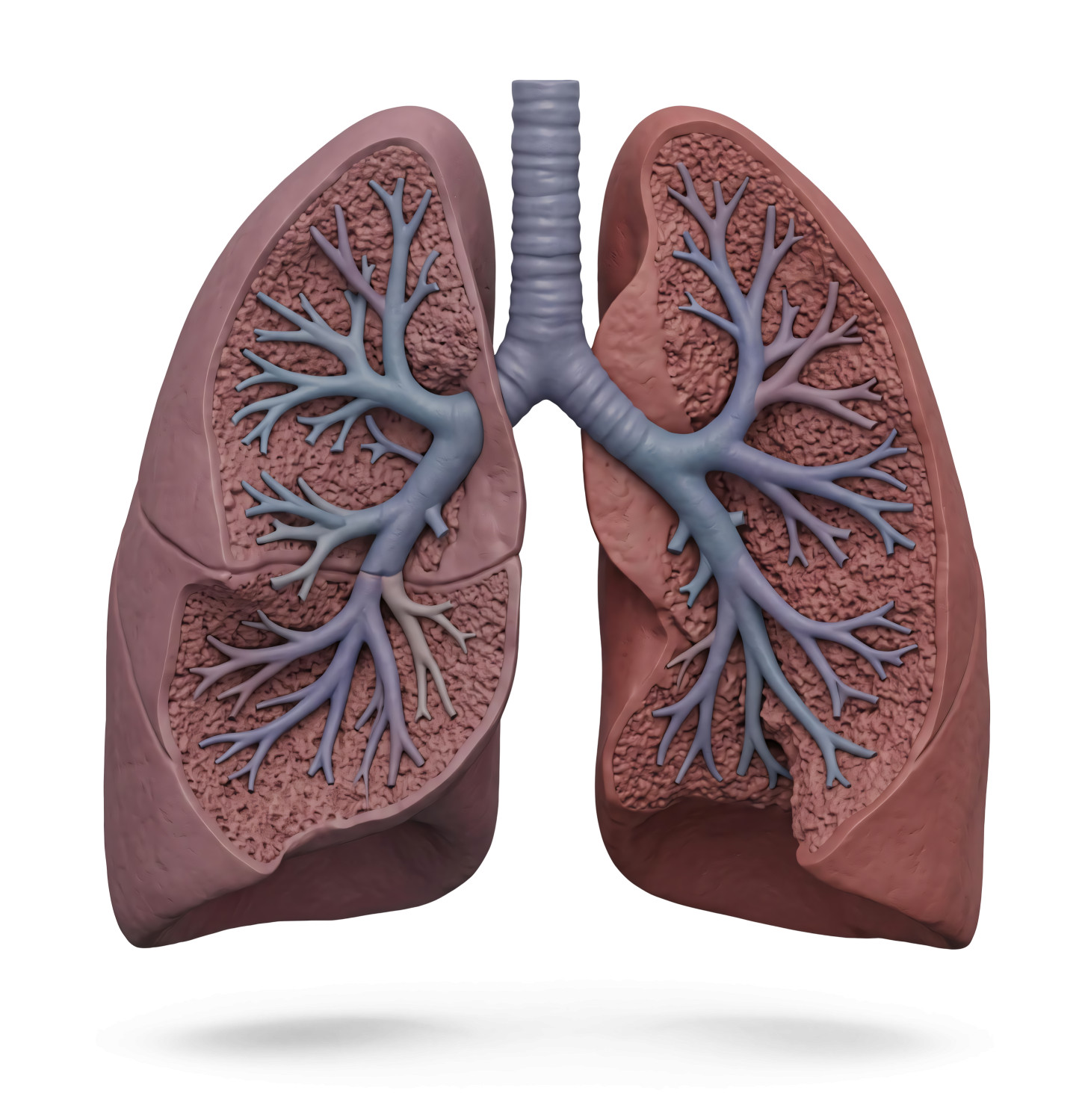 High-resolution clipart illustration of 3D Human Lungs Cross-Section Illustration Medical Render, designed for clinical healthcare administration, medical training, and patient data visualization.