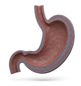3D Human Stomach Cross-Section Medical Illustration PowerPoint clipart graphic preview.