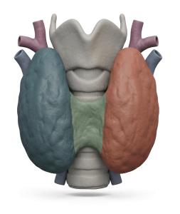 3D Thyroid Gland Medical Render Illustration PowerPoint clipart graphic preview.