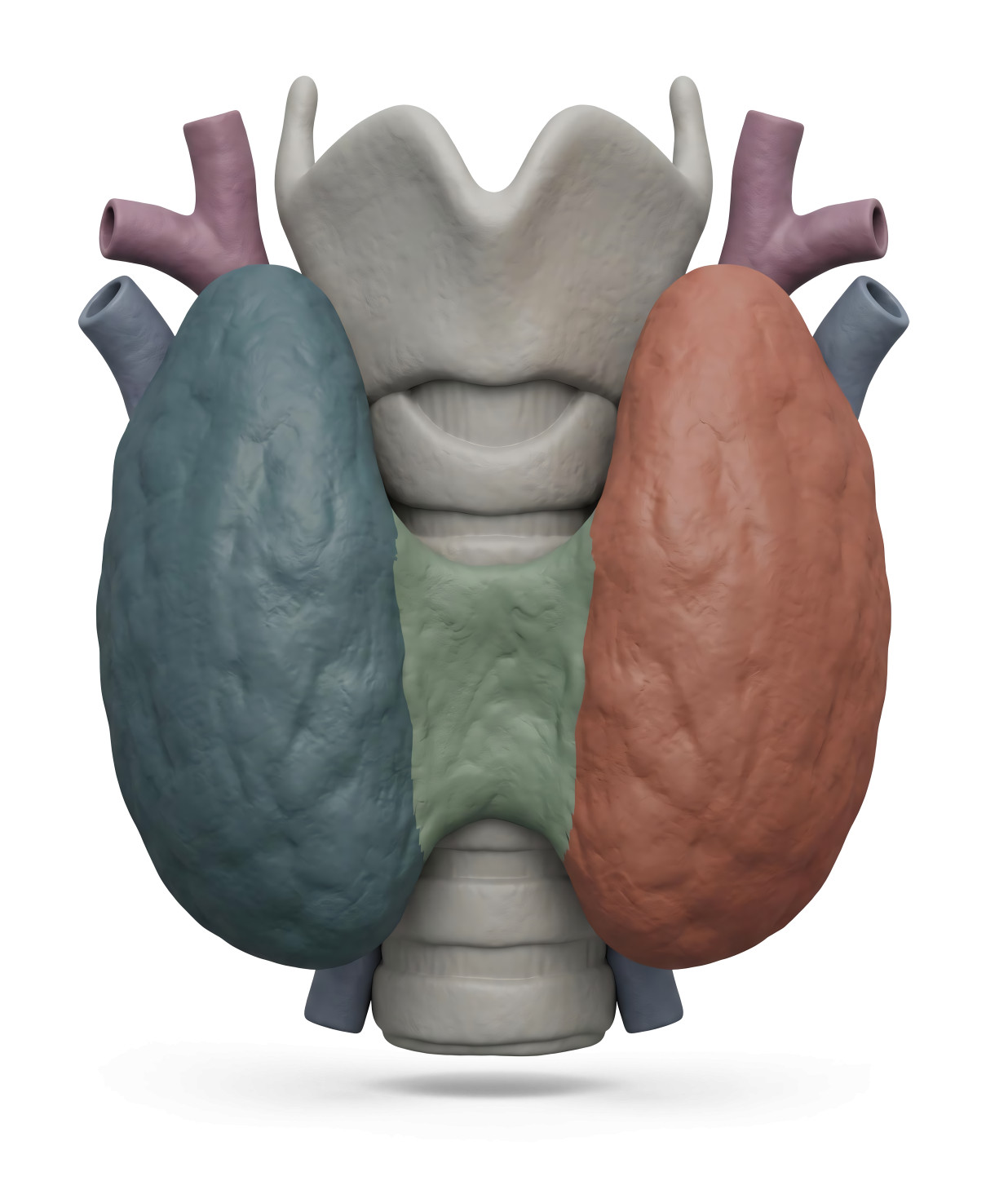 High-resolution clipart illustration of 3D Thyroid Gland Medical Render Illustration, designed for clinical healthcare administration, medical training, and patient data visualization.