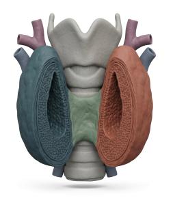 3D Thyroid Gland Cross-Section Medical Illustration PowerPoint clipart graphic preview.