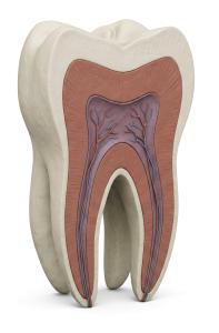 3D Molar Tooth Cross-Section Medical Illustration PowerPoint clipart graphic preview.