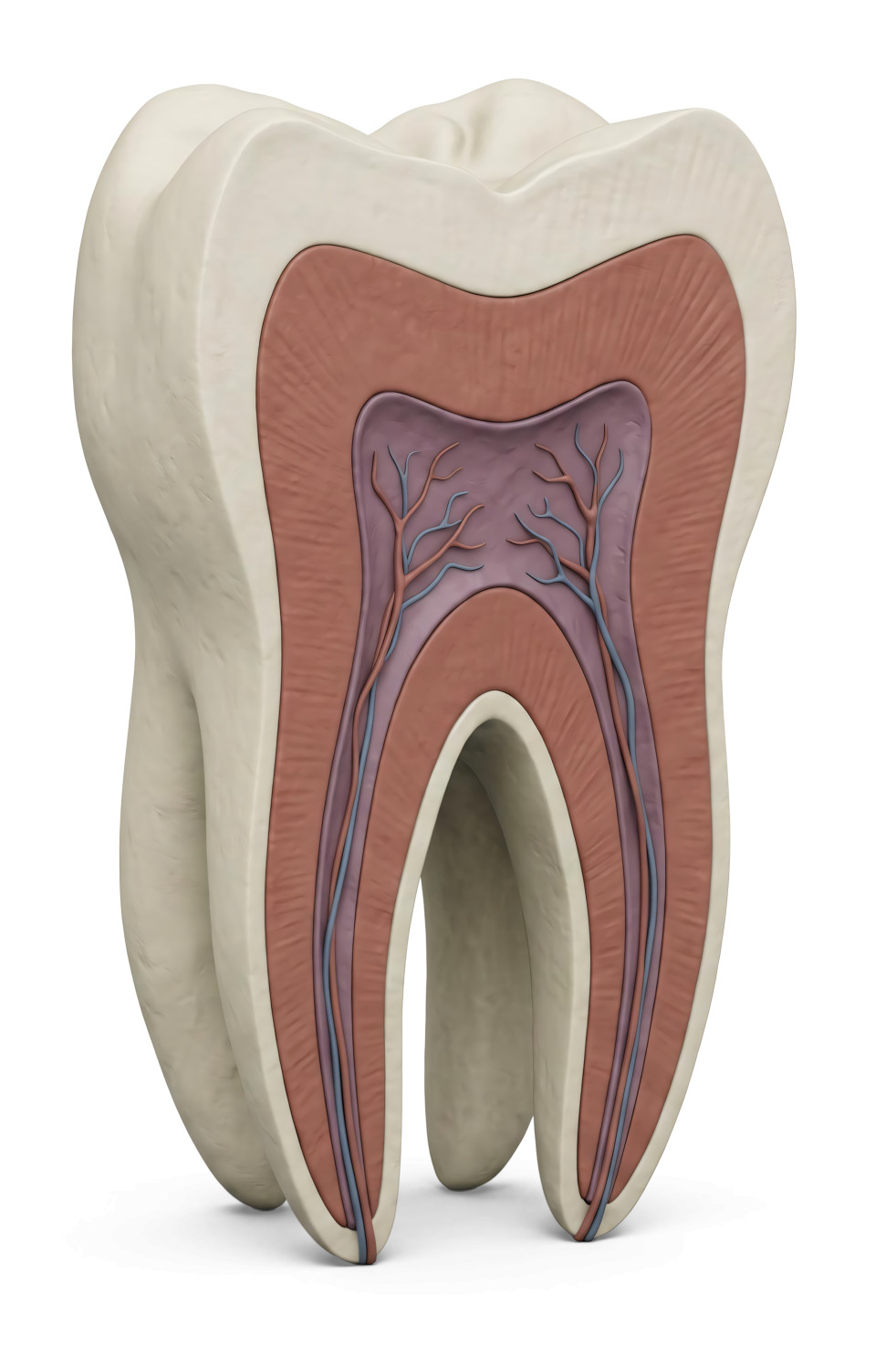 High-resolution clipart illustration of 3D Molar Tooth Cross-Section Medical Illustration, designed for clinical healthcare administration, medical training, and patient data visualization.
