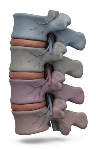 3D Color-Coded Vertebral Column Medical Illustration PowerPoint clipart graphic preview.
