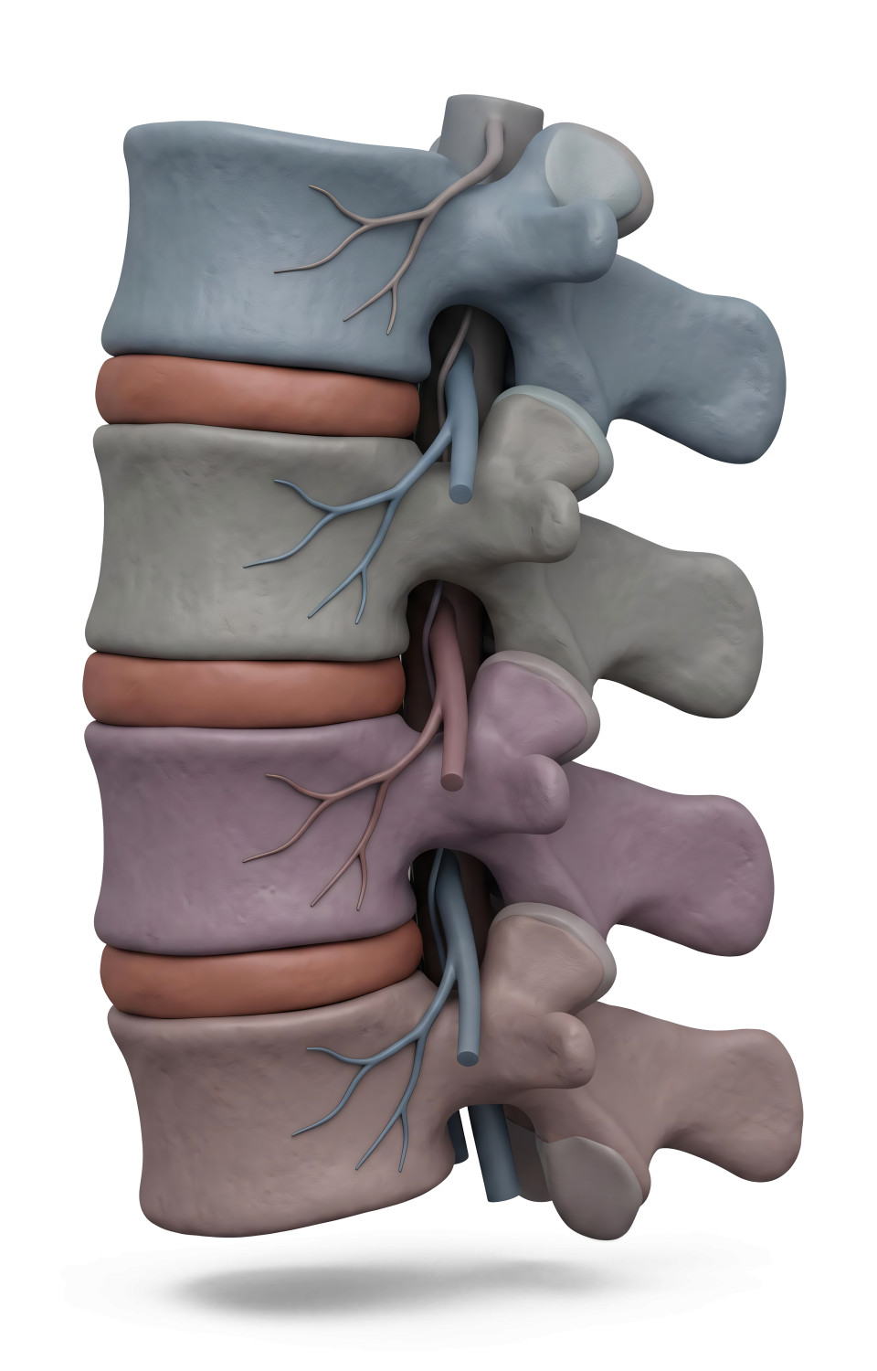High-resolution clipart illustration of 3D Color-Coded Vertebral Column Medical Illustration, designed for clinical healthcare administration, medical training, and patient data visualization.