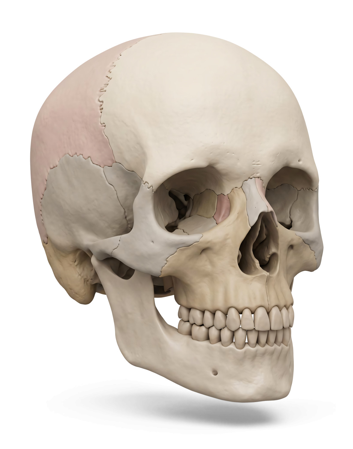 High-resolution clipart illustration of 3D Color-Coded Skull Medical Illustration, designed for clinical healthcare administration, medical training, and patient data visualization.