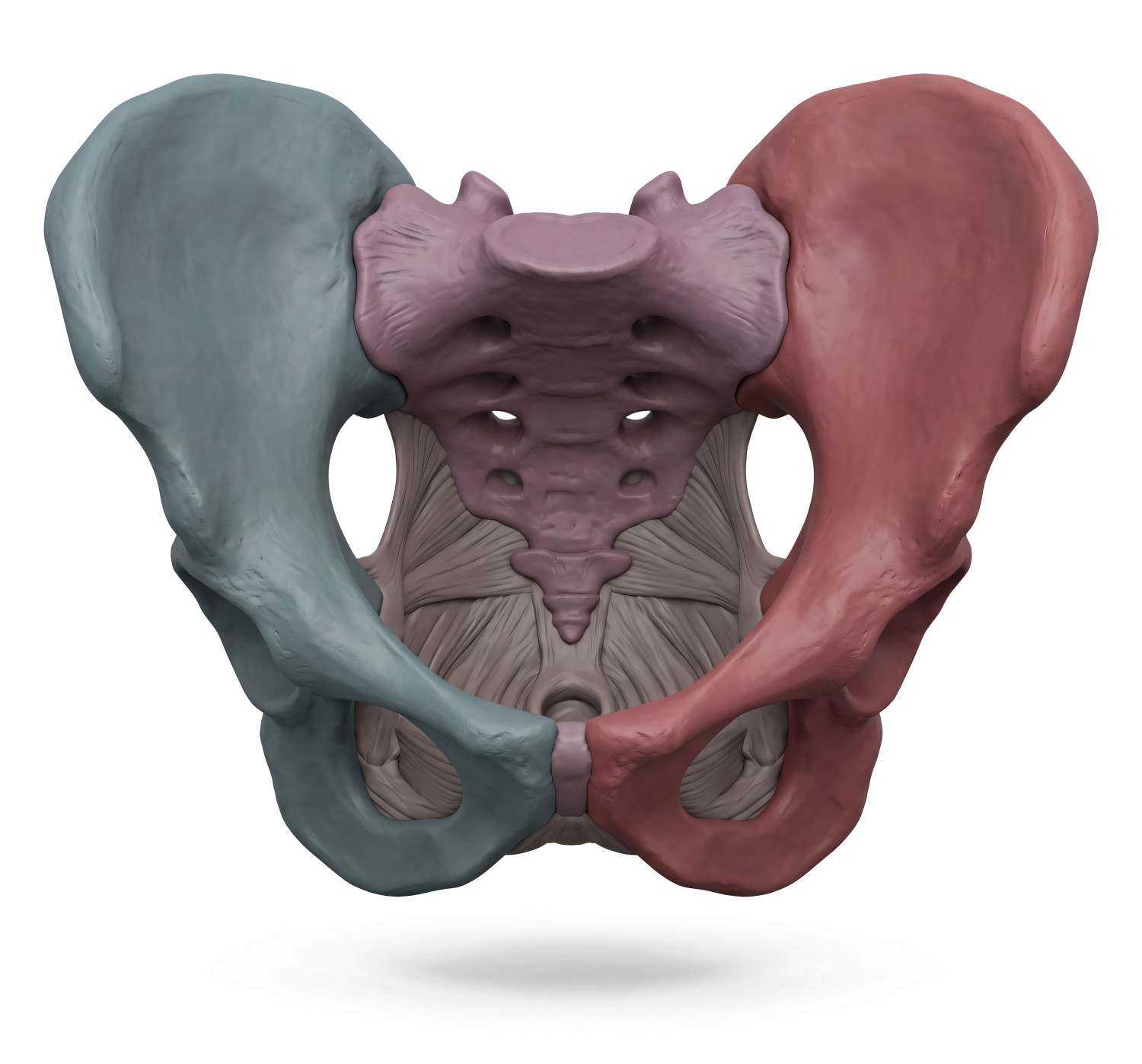 High-resolution clipart illustration of 3D Color-Coded Pelvis Medical Render Illustration, designed for clinical healthcare administration, medical training, and patient data visualization.