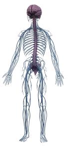 3D Color-Coded Nervous System Illustration for Medical and Educational Presentations PowerPoint clipart graphic preview.