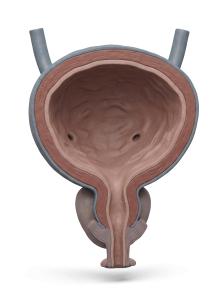 3D Male Urinary Bladder Cross-Section Medical Illustration PowerPoint clipart graphic preview.