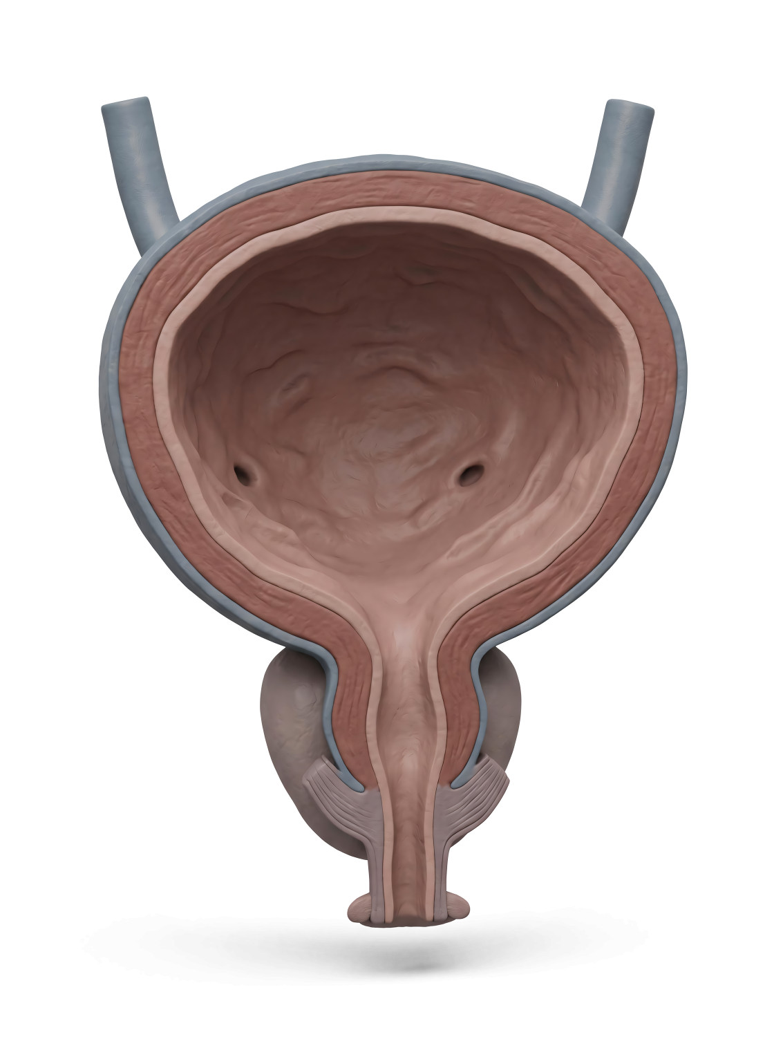 High-resolution clipart illustration of 3D Male Urinary Bladder Cross-Section Medical Illustration, designed for corporate social responsibility initiatives, diversity and inclusion training, and non-profit community advocacy.