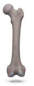 3D Human Femur Bone Medical Illustration PowerPoint clipart graphic preview.