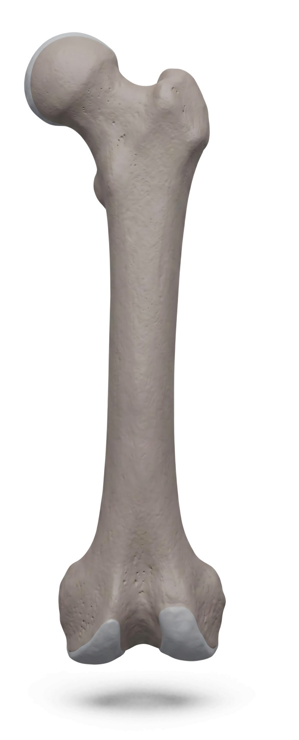 High-resolution clipart illustration of 3D Human Femur Bone Medical Illustration, designed for clinical healthcare administration, medical training, and patient data visualization.