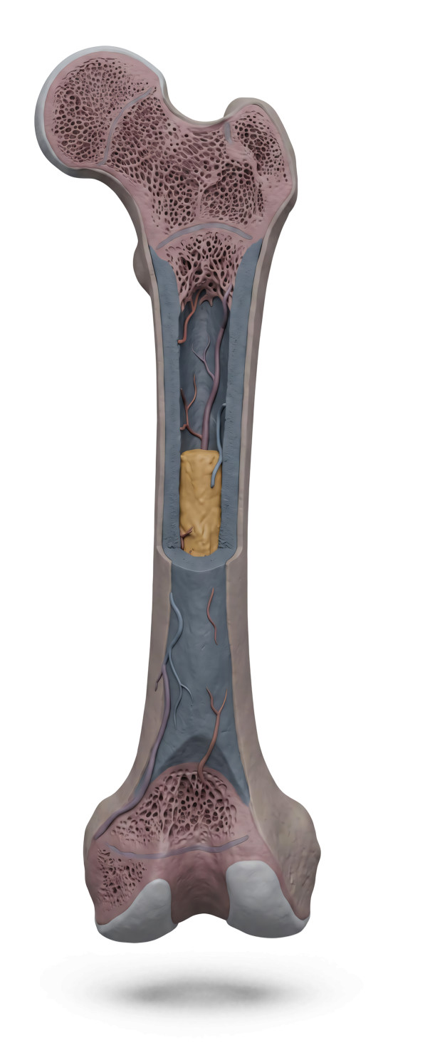 High-resolution clipart illustration of 3D Human Femur Bone Cross-Section Medical Illustration, designed for clinical healthcare administration, medical training, and patient data visualization.
