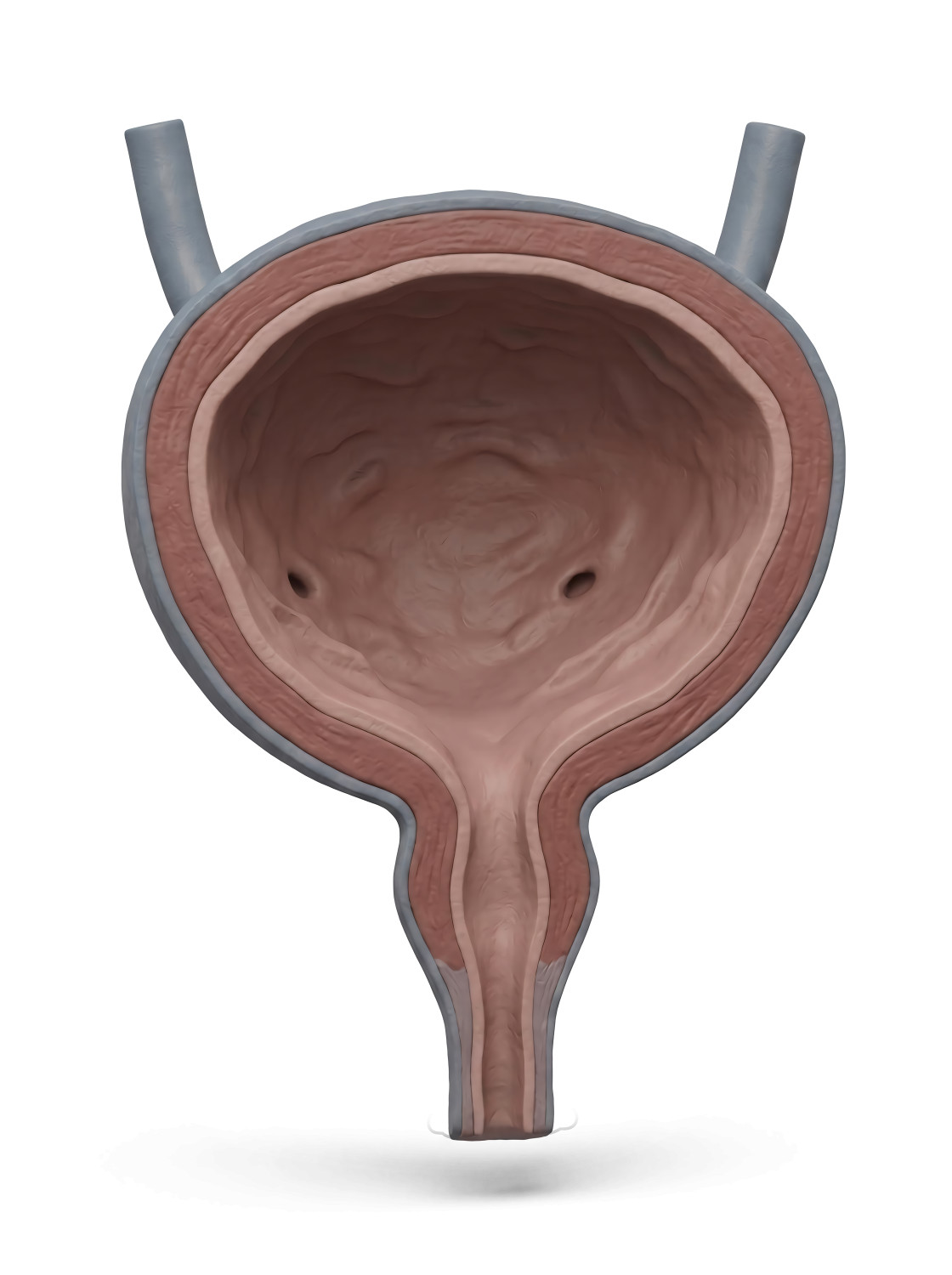High-resolution clipart illustration of 3D Female Urinary Bladder Cross-Section Medical Illustration, designed for corporate social responsibility initiatives, diversity and inclusion training, and non-profit community advocacy.