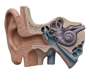 3D Human Ear Cross-Section Medical Illustration PowerPoint clipart graphic preview.