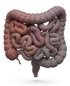 3D Human Digestive Tract Medical Illustration PowerPoint clipart graphic preview.