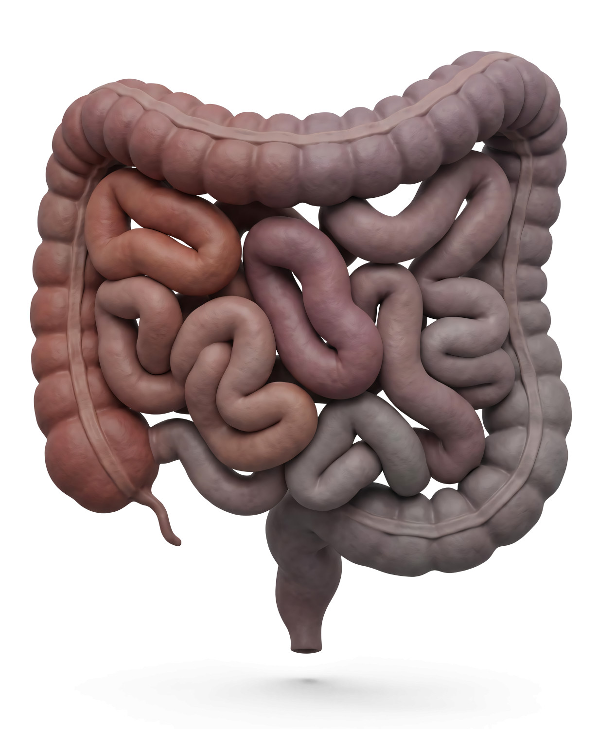 High-resolution clipart illustration of 3D Human Digestive Tract Medical Illustration, designed for clinical healthcare administration, medical training, and patient data visualization.