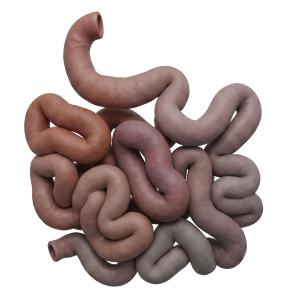 3D Human Small Intestine Medical Illustration PowerPoint clipart graphic preview.