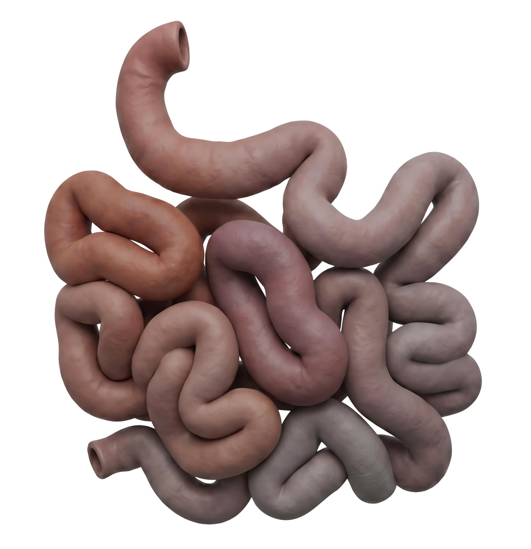High-resolution clipart illustration of 3D Human Small Intestine Medical Illustration, designed for clinical healthcare administration, medical training, and patient data visualization.