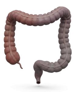 3D Human Large Intestine Colon Medical Illustration PowerPoint clipart graphic preview.